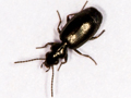Syntomus truncatellus
